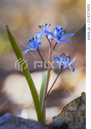 Beautiful blue spring flowers. snowdrop 21437409