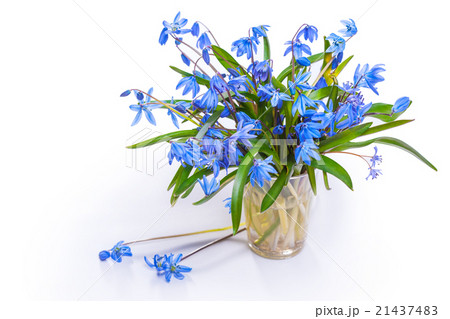 Still life with spring blue flowers Still life with spring blue flowers 21437483