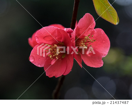 赤い木瓜 赤い木瓜 21437487