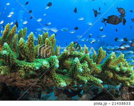 沖縄の海 小魚戯れるサンゴ礁 ソラスズメダイの写真素材