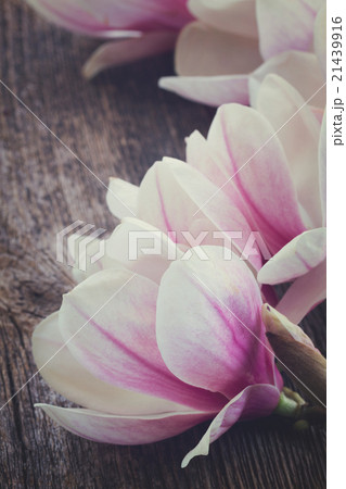 magnolia flowers with pearls on wooden table magnolia flowers with pearls on wooden table 21439916