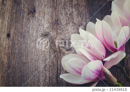magnolia flowers with pearls on wooden table 21439918