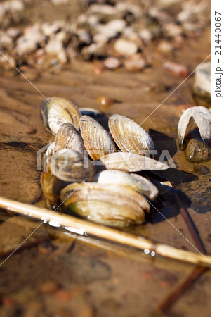 Shell lying on the sand Shell lying on the sand 21440067