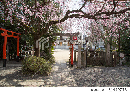 水火天満宮のベニシダレザクラ、枝振りの木陰 水火天満宮のベニシダレザクラ、枝振りの木陰 21440758