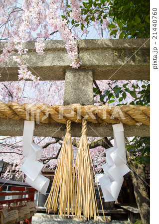 水火天満宮、鳥居の注連縄にベニシダレザクラ 水火天満宮、鳥居の注連縄にベニシダレザクラ 21440760