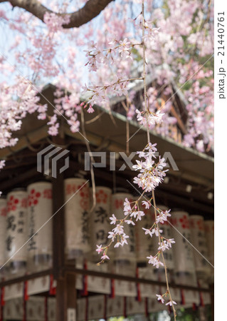 水火天満宮、本殿とベニシダレザクラ一枝 21440761