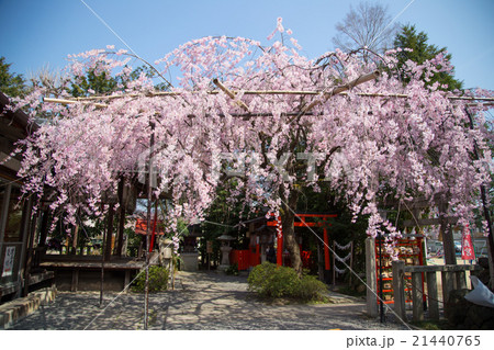 水火天満宮の境内、ベニシダレザクラ 水火天満宮の境内、ベニシダレザクラ 21440765