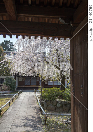 上品蓮台寺、山門から満開の境内を眺める 21440769