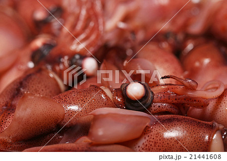 ホタルイカ ホタルイカ 21441608