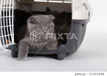 gray kittens in carrying case 21441846