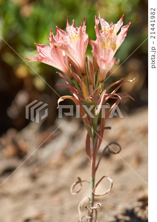 Macaya (Placea ornata) Macaya (Placea ornata) 21441982