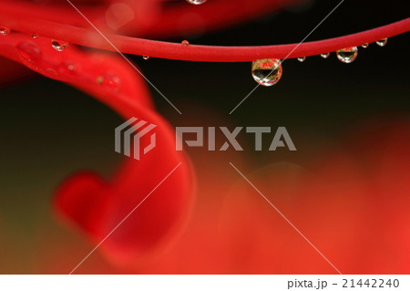 彼岸花　水滴 21442240