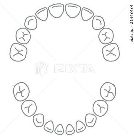 乳歯 歯並びのイラスト素材 21443434 Pixta