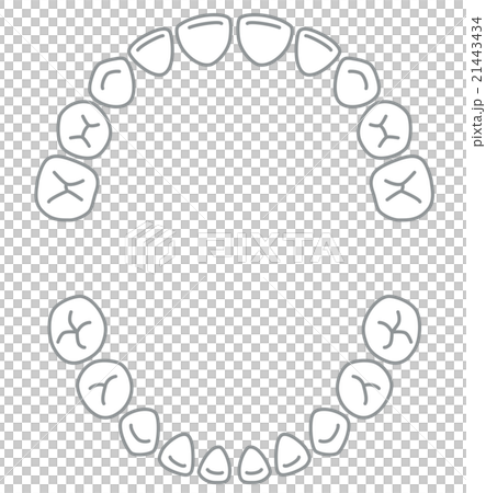 Tooth row of teeth 21443434