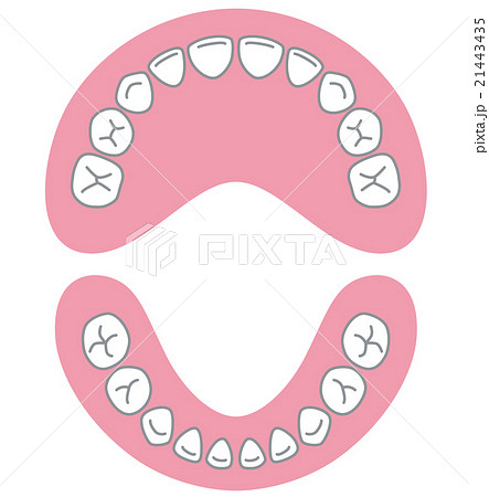 乳歯 歯並びのイラスト素材