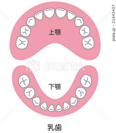 乳歯 歯並びのイラスト素材 21443437 Pixta