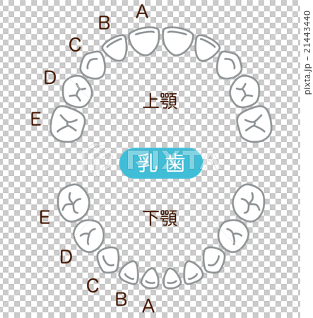 牙齒排 牙齒排 21443440