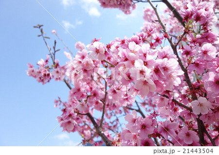 桜と青空 21443504