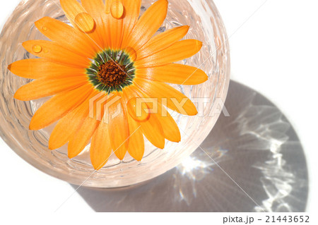オレンジのディモルフォセカとグラスの水 21443652