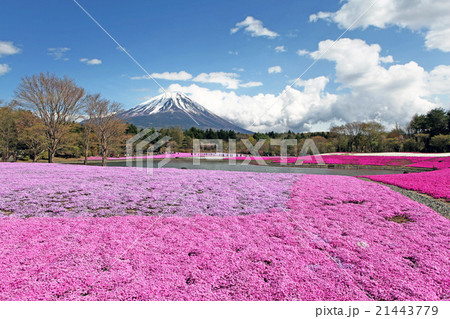 富士芝桜まつり 21443779