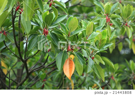 自然 植物 オヒルギ、黄色く色づいた葉は下に落ちてキバウミニナなど干潟に住む生き物の餌になります 自然 植物 オヒルギ、黄色く色づいた葉は下に落ちてキバウミニナなど干潟に住む生き物の餌になります 21443808