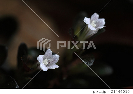 自然　植物　シソモドキ、特徴的な葉が地面を覆いその中に小さな花がちらほら。よく見るととてもきれいです 21444016