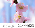 枝垂れ紅梅 21444623