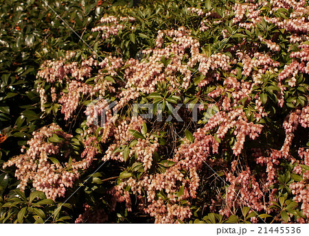 アセビ 赤色 アセビ 赤色 21445536