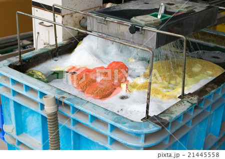 稲の種籾の催芽３ 21445558