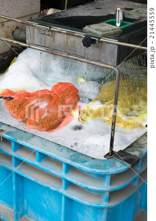 稲の種籾の催芽4 稲の種籾の催芽4 21445559