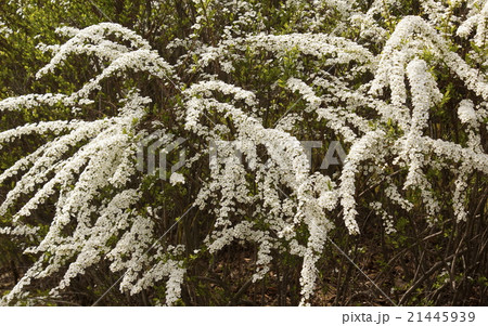 ユキヤナギ 02 ユキヤナギ 02 21445939