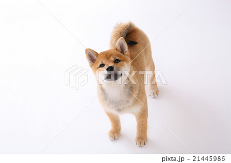 柴犬の仔犬 21445986