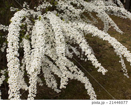 ユキヤナギ 03 ユキヤナギ 03 21446077