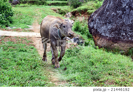 Buffalo on the rice field  in Tana Toraja 21446192