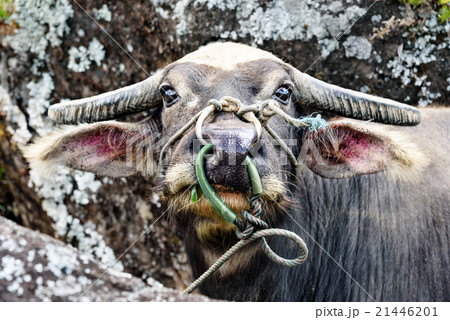 Head of buffalo in Tana Toraja 21446201