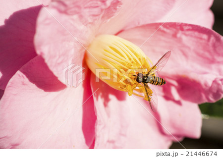 サザンカの花に寄るホソヒラタアブ サザンカの花に寄るホソヒラタアブ 21446674