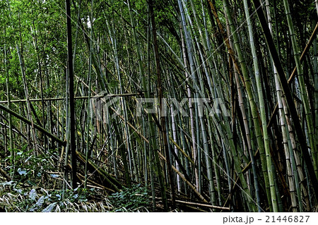カオスな竹林 雑然とした竹藪の風景の写真素材