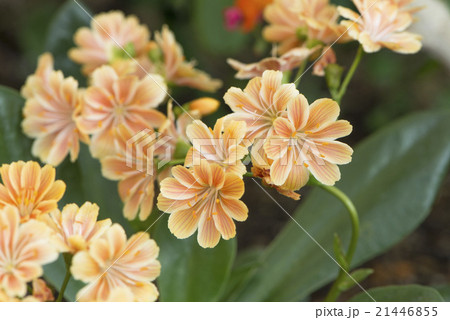 レウイシア 21446855