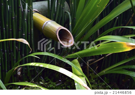 梅の花びら 鹿威しの水に流されて 梅の花びら 鹿威しの水に流されて 21446856