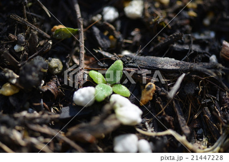アイスプラントの発芽 アイスプラントの発芽 21447228