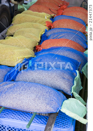 稲の種籾の催芽（乾燥）２ 21447375