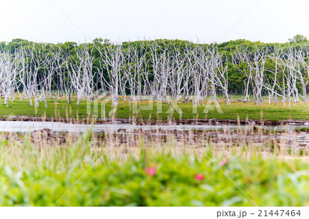 北海道　野付半島のトドワラ 21447464
