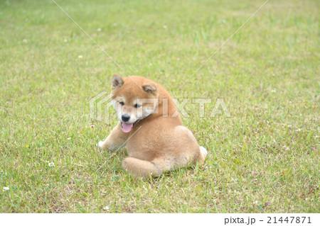 柴犬の赤ちゃん2 21447871