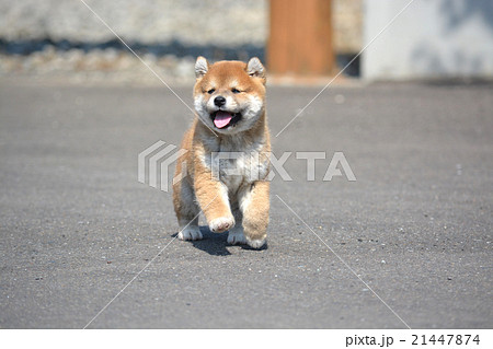 笑顔で走る柴犬の赤ちゃんの写真素材 21447874 Pixta