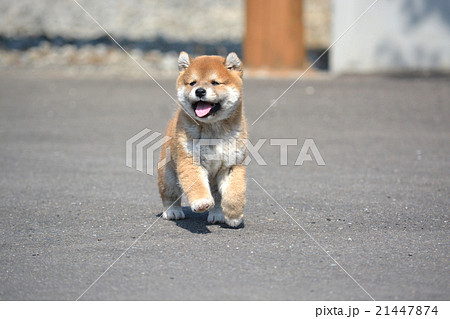 笑顔で走る柴犬の赤ちゃんの写真素材