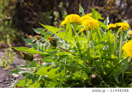 道端のタンポポ 21448388