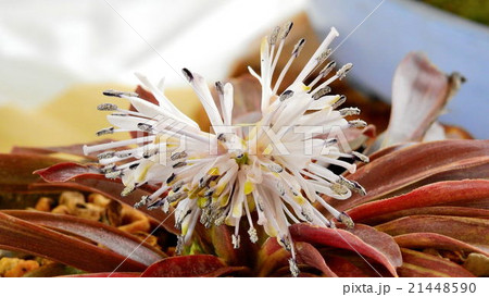 ショウジョウバカマ ショウジョウバカマ 21448590