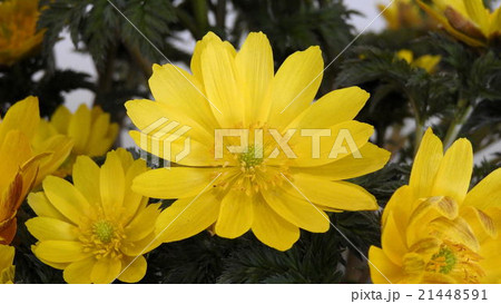 フクジュソウ フクジュソウ 21448591