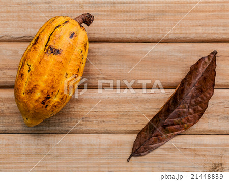 Ripe Indonesia's cocoa setup on rustic wooden . Ripe Indonesia's cocoa setup on rustic wooden . 21448839