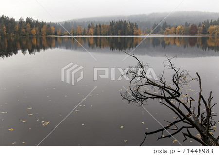 Autumn forest on the shores of lake 21448983